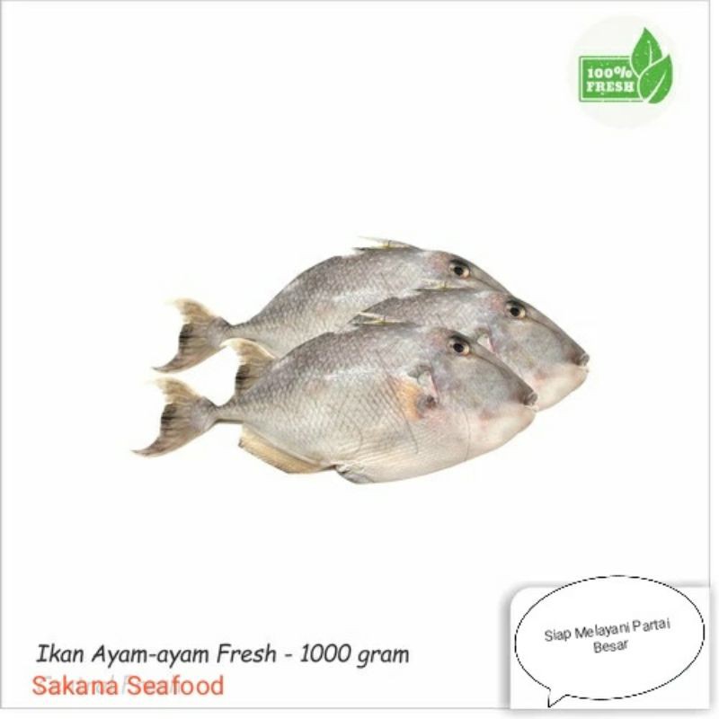

Ikan Ayam-Ayam Fresh 1Kg