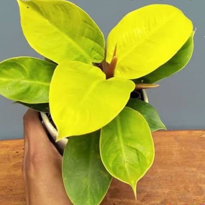 Tanaman Hias Bunga Philodendron - Bunga Philo (Usia Remaja)