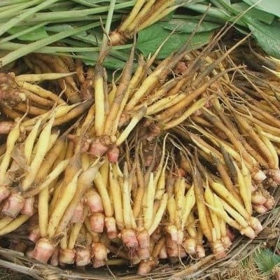 

Temu Kunci /Boesenbergia Pandurata 500gr