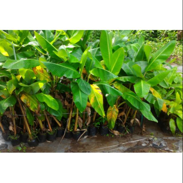 Bibit Pisang kepok kuning