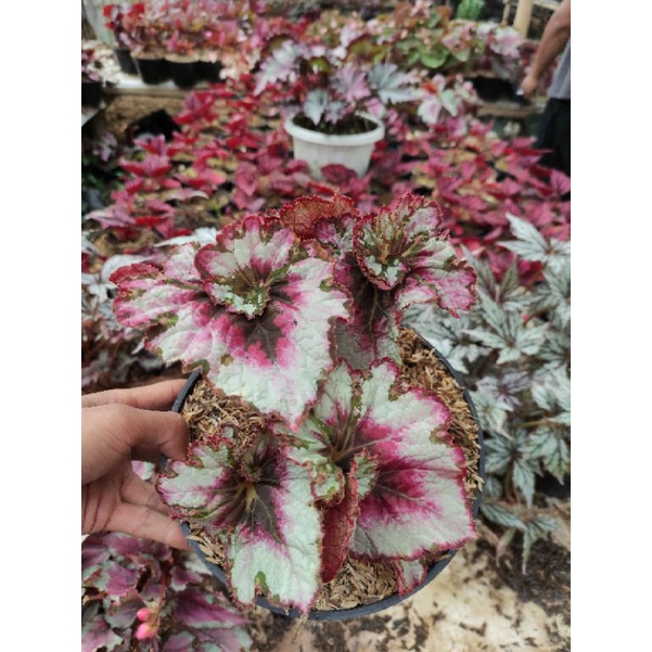 tanaman hias begonia keong pink
