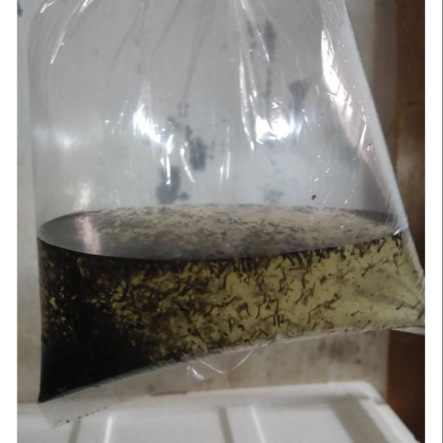 Encu / Jentik Nyamuk Pakan Cupang
