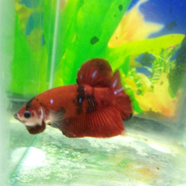 

Ikan cupang koi galaxy grade B