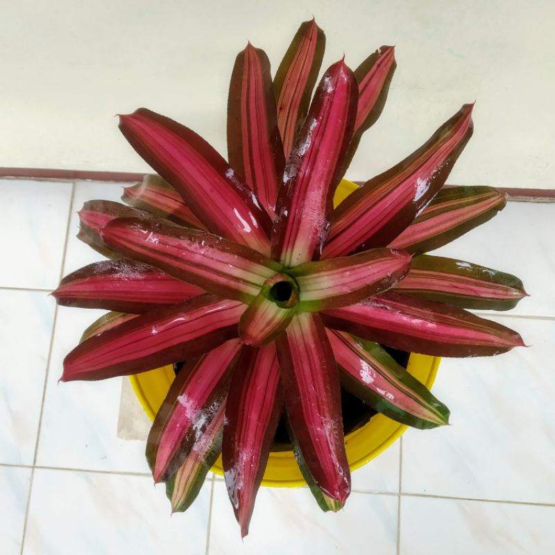 Tanaman Hias Bromelia pelangi - Bromelia neoregelia Zoe - Bromelia Tricolour Besar