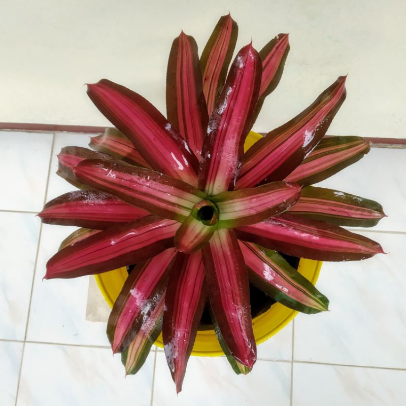 Jual Tanaman Hias Bromelia Pelangi Bromelia Neoregelia Zoe Bromelia