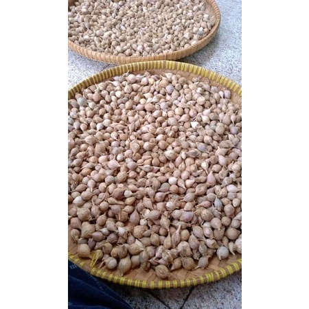 

bawang tunggal lokal