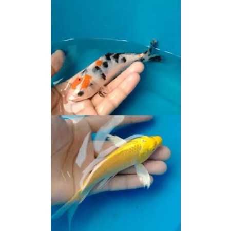 paket ikan koi sanke & ogon slayer 2 ekor