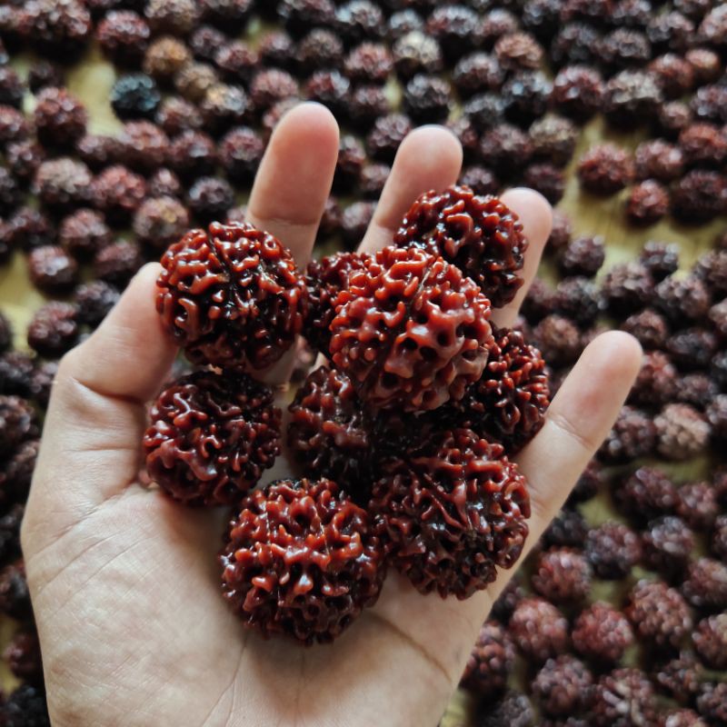 Jenitri mukhi 6 7 8 9 rudraksha 1 kilo
