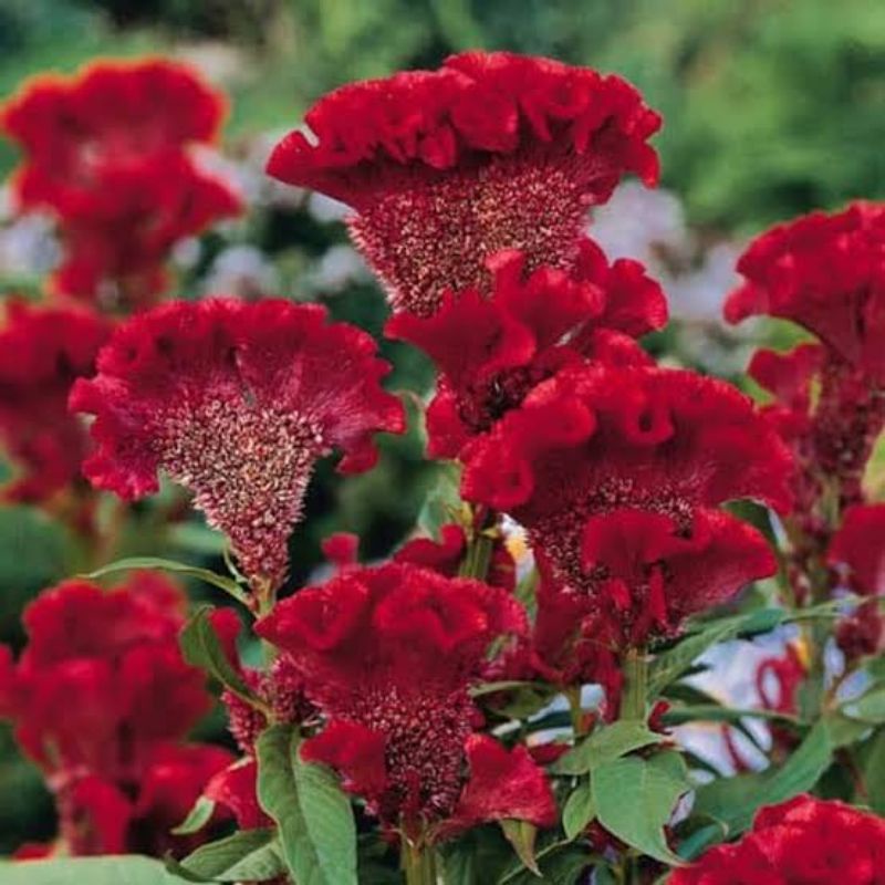 Celosia jengger ayam merah - tanaman celosia cristata red murah