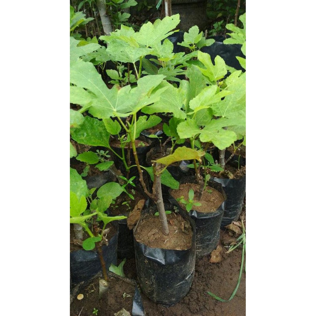 Asli Bibit Tin Green Jordan Full Sun Kw Super