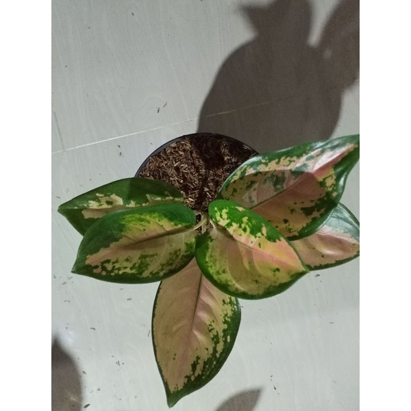 aglonema sultan Brunei dewasa