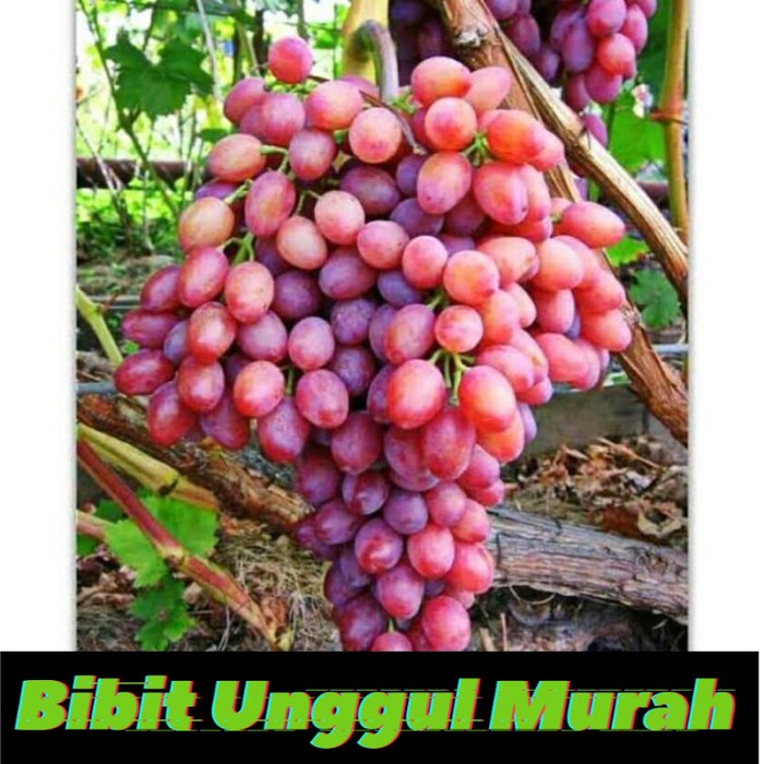 Bibit anggur import luchisty Seedless Grafting