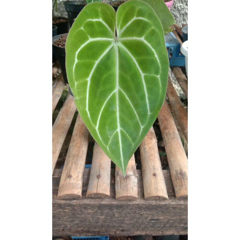 tanaman hias Anthurium magnificum Verde - MagniVerde - kuping gajah