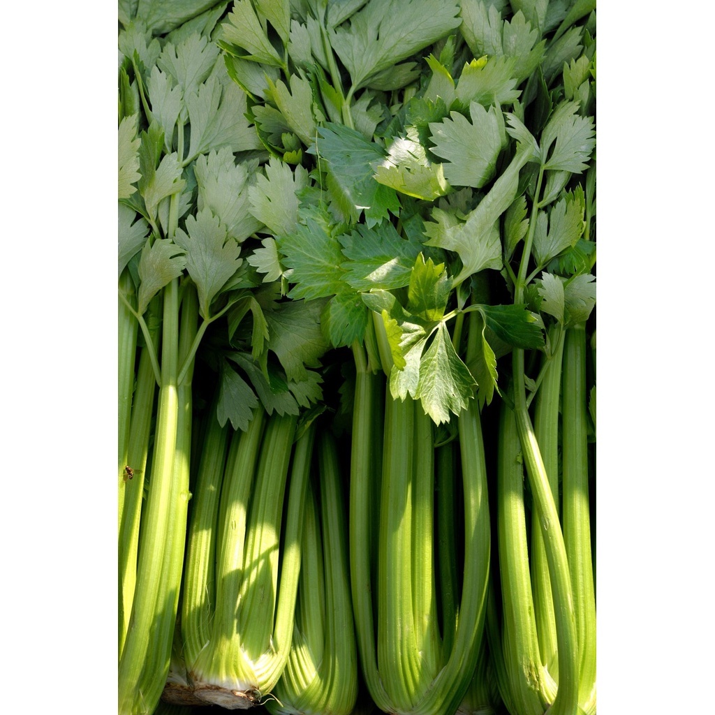 250 Bibit Seledri Batang Besar Tall Utah Benih Tanaman Sayuran Celery Stick Premium Super Unggul