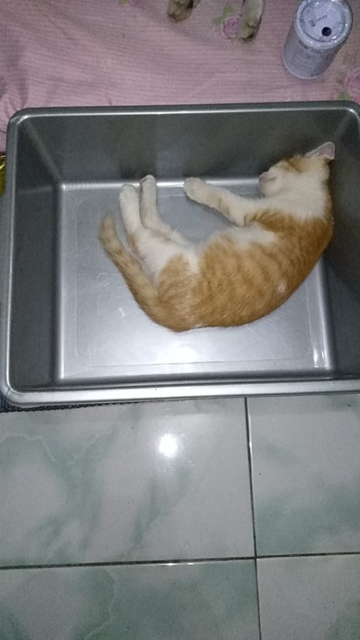 Bak Pasir Kucing Segi Serbaguna