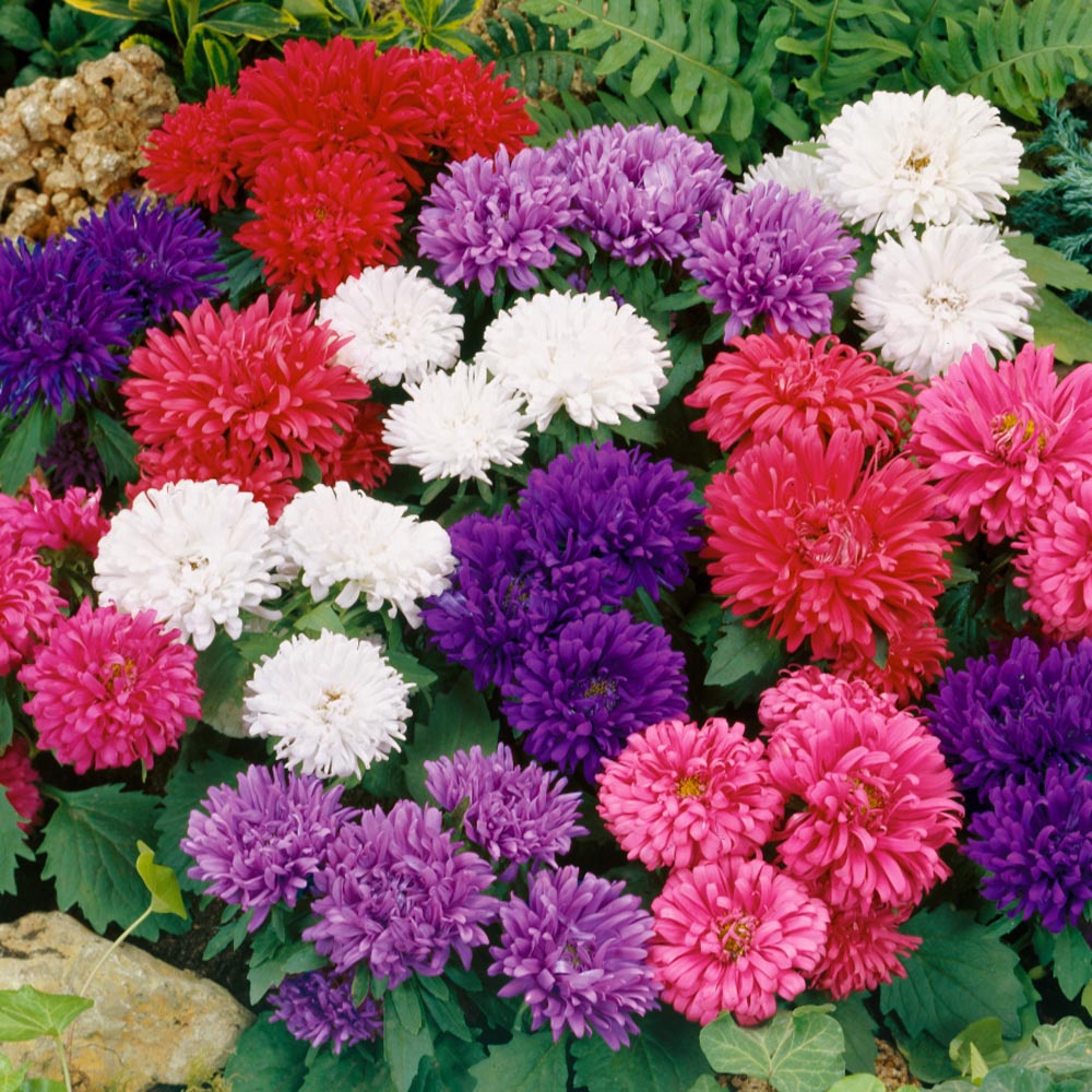 Benih Bibit Biji - Bunga Aster Dwarf Milady Mixed Flower Seeds - IMPORT