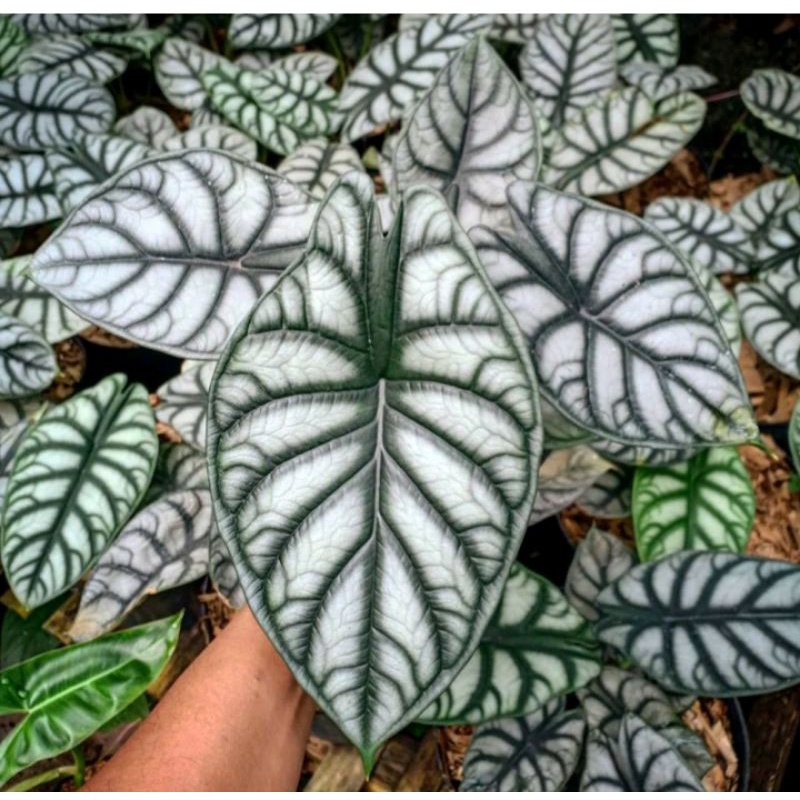 Anakan Alocasia Dragon Silver dan Scale