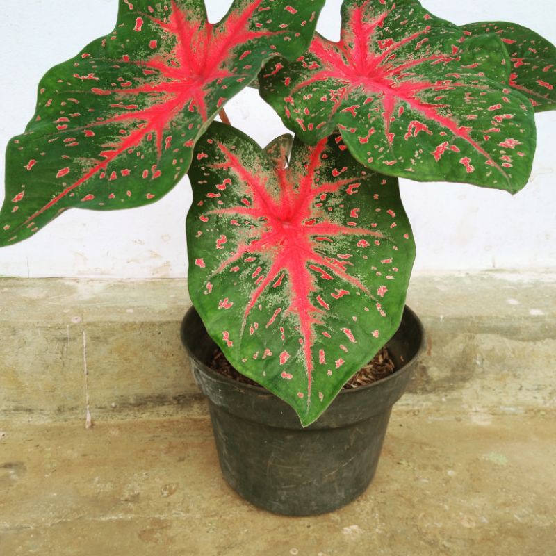 

caladium bercak darah