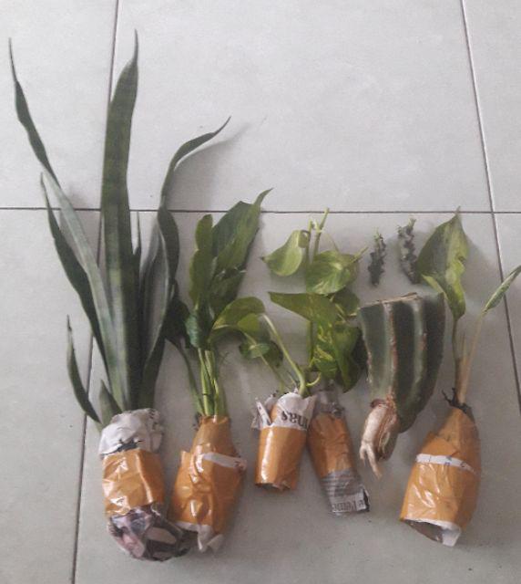 Spatifilum Green/peace Lily Green