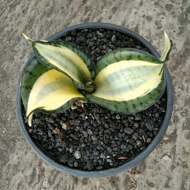 sansivera golden wendys