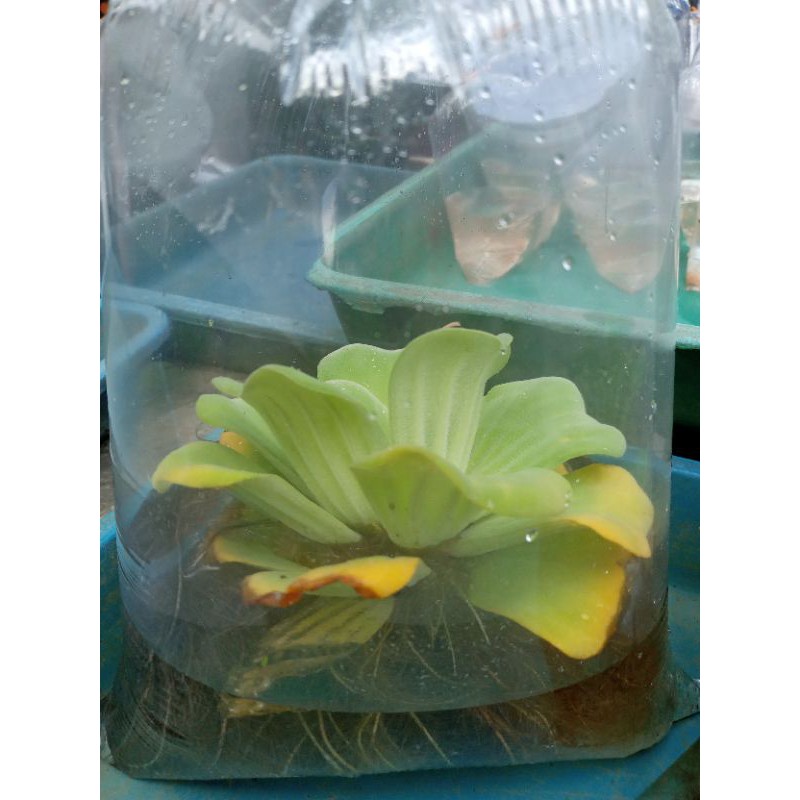 Tanaman Air Apu-Apu / Tanaman Apu-Apu