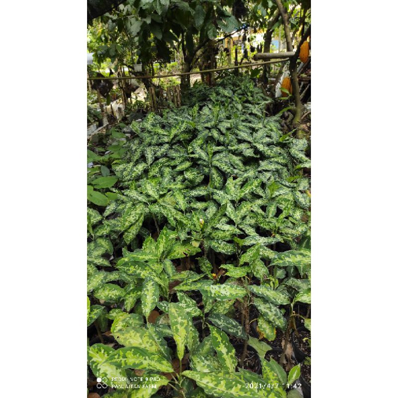 Tanaman hias Aglaonema pictum tricolor spesies Tapanuli selatan