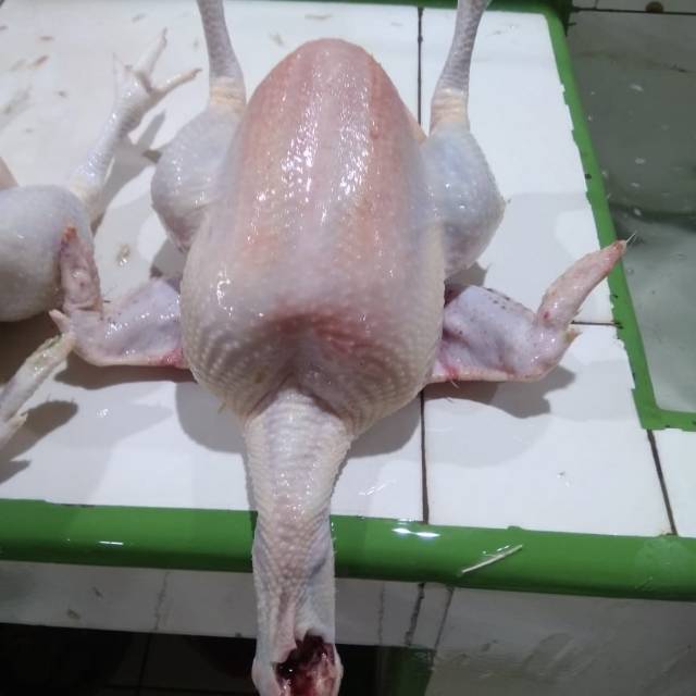 

Ayam Piren UK 4 kg ( berat hidup)