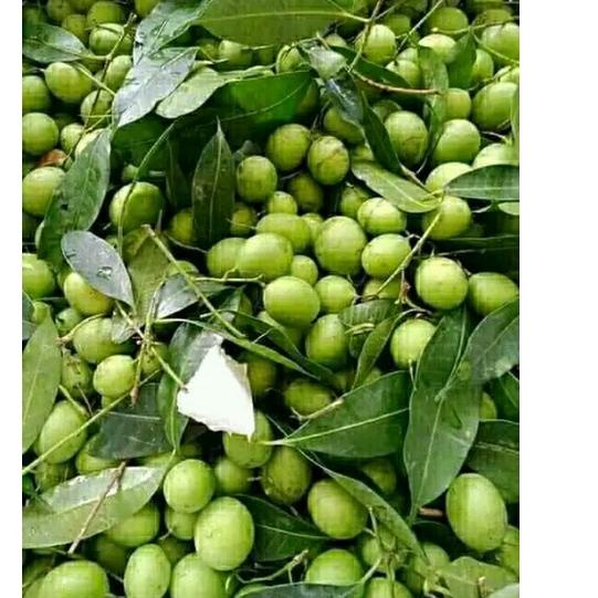 

PLH BUAH GANDARIA BUAH JATAKE JENTAK MUDA 250 GRAM❊ (Seller)Stock banyak ☍