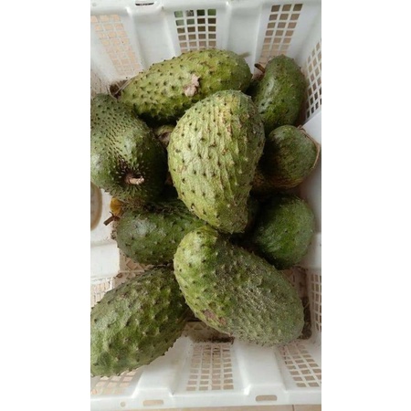 Buah Sirsak segar sirsak fresh 1 pcs