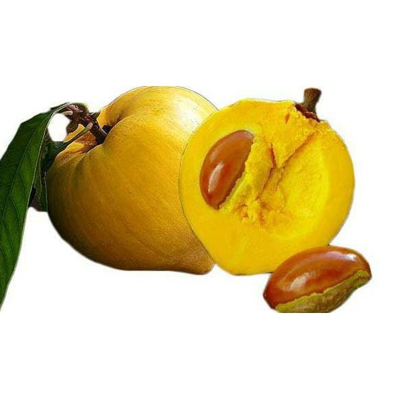 Laris Murah Bibit Tanaman Buah Sawo Kuning Mentega Canistel $_$