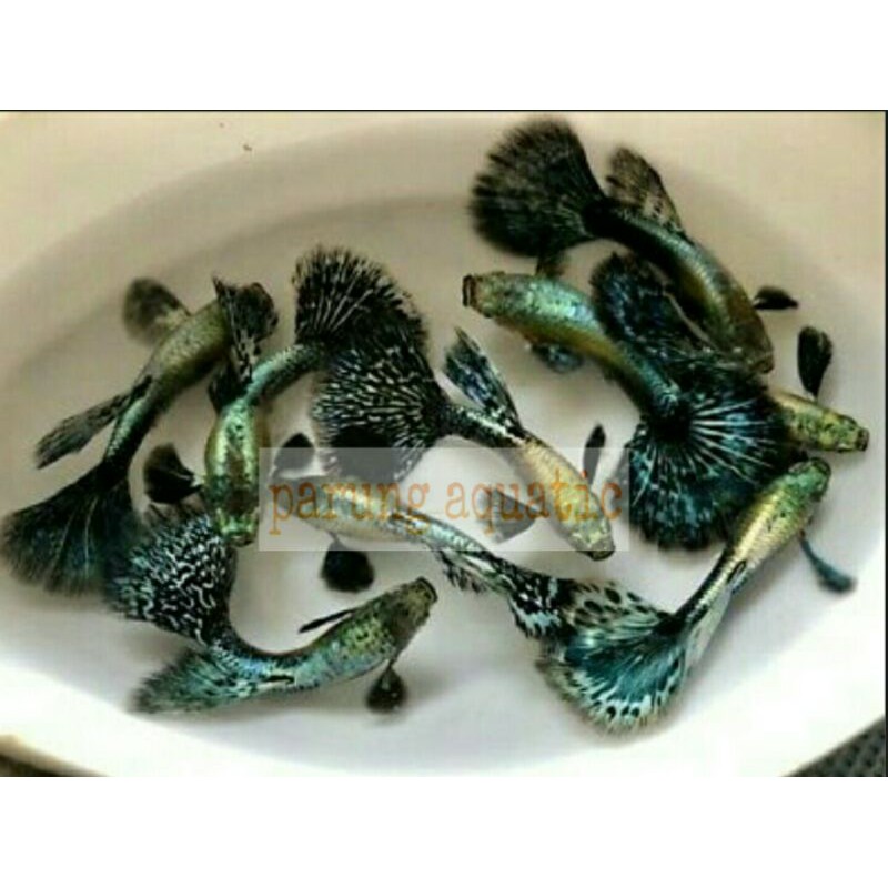 ikan guppy Green Dragon pasangan
