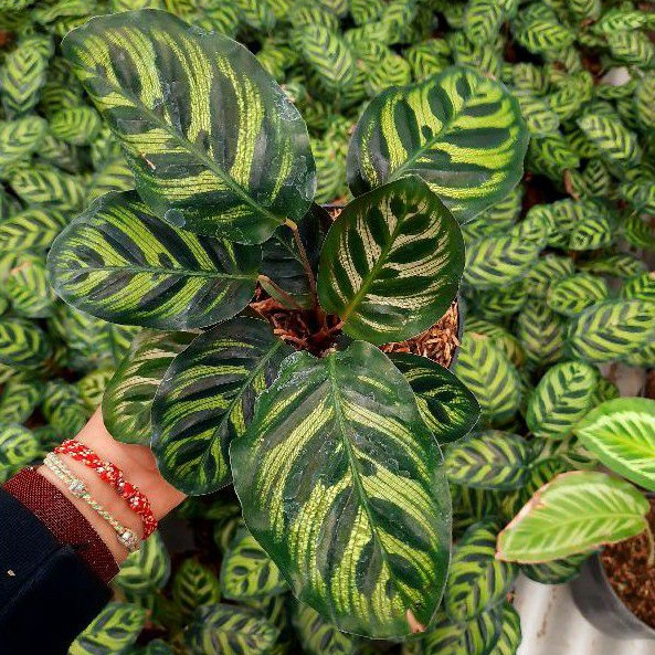 Calathea Makoyana Import Mulus