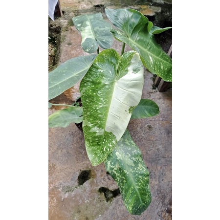 PHILODENDRON JOSEBUONO
