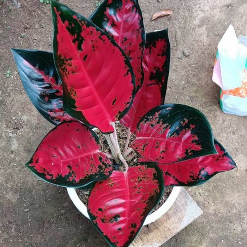 tanaman hias aglonema suksom batik