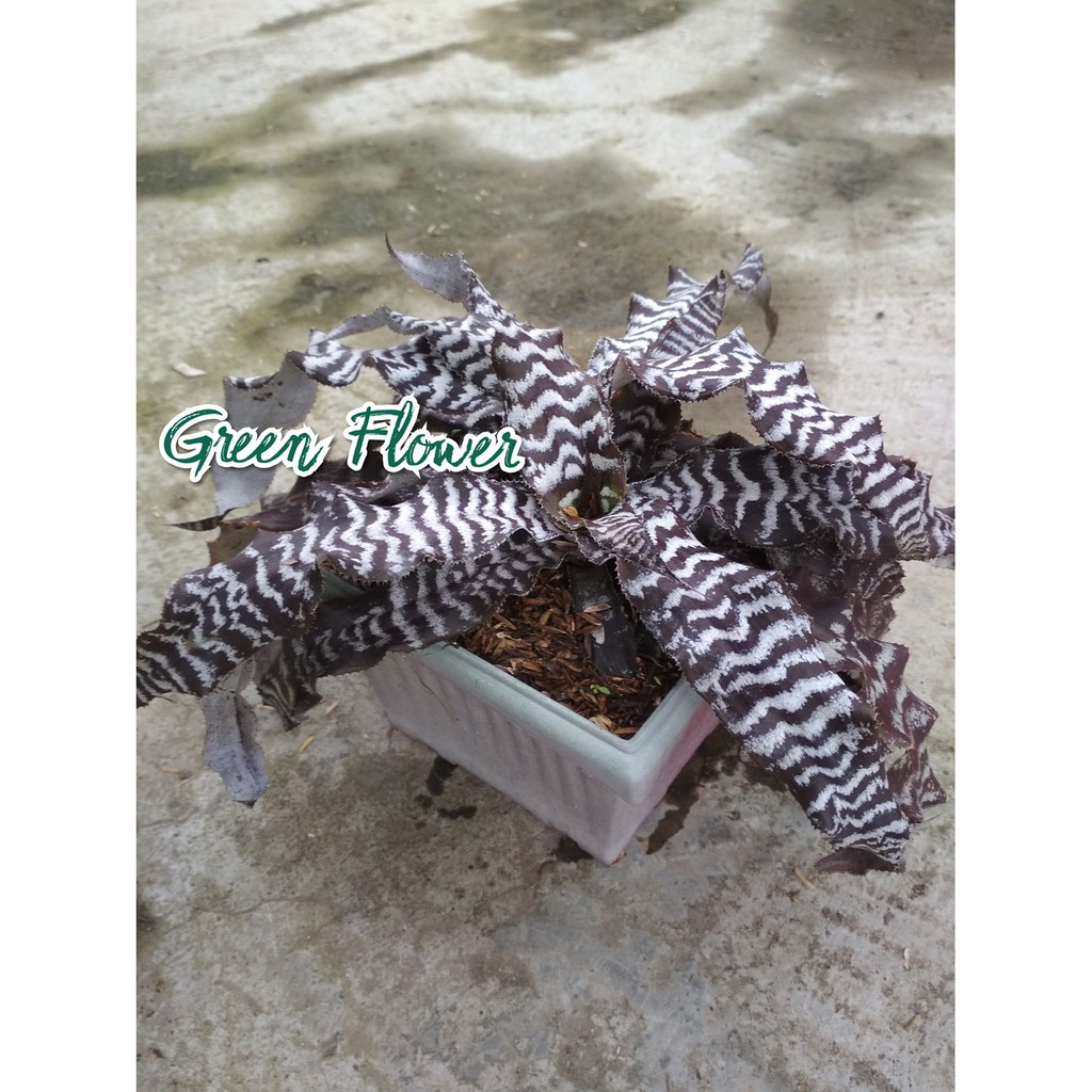 Tanaman Bromelia Belang Tokek - Bromelia Tokek