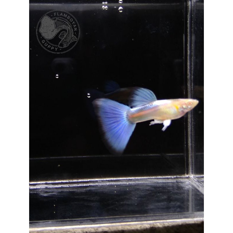 ikan guppy albino sky blue remaja