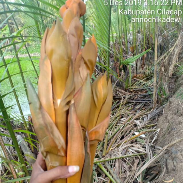 bunga Nipah kering untuk teh herbal khas korea