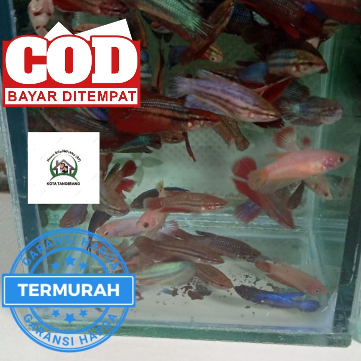 Bayar ditempat IKAN CUPANG HALFMOON JANTAN&BETINA WARNA RANDOM