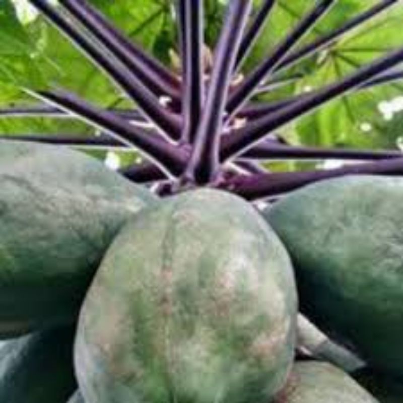 BUAH PEPAYA WULUNG