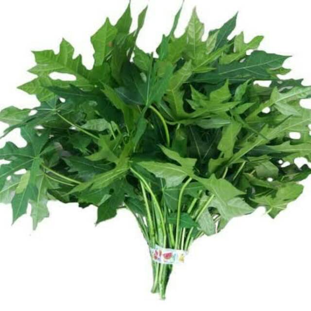 

Daun pepaya jepang/daun pepaya tidak pahit (per ikat)