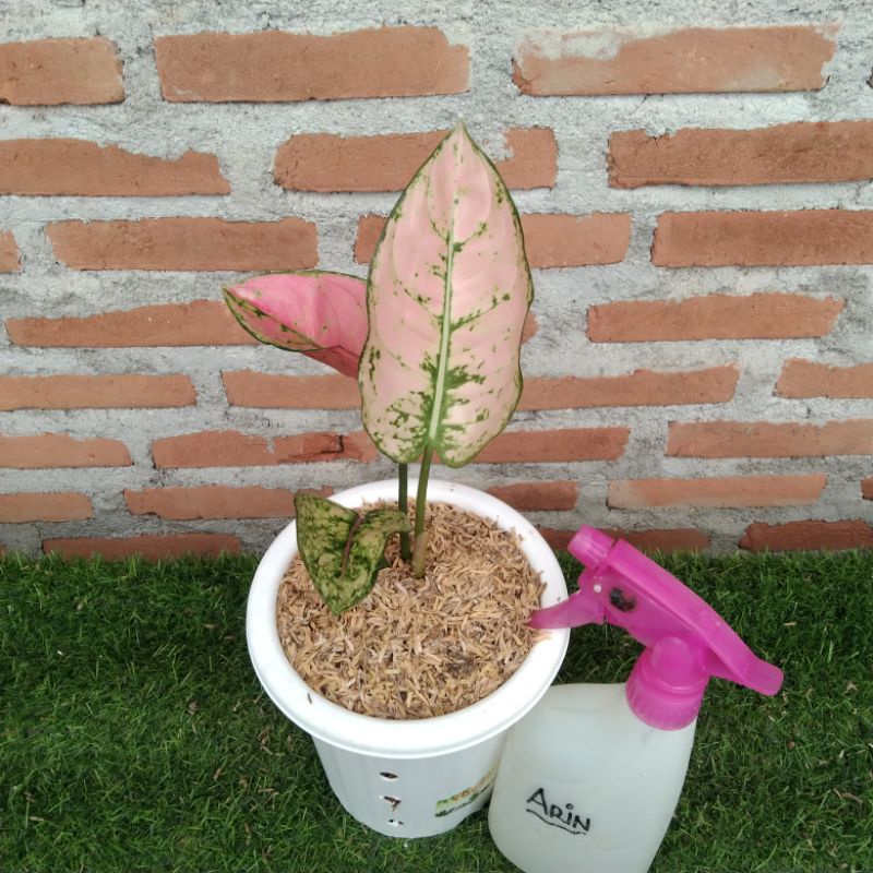 Aglaonema Ruby Fanta pesanan kak Bimba Adhiwara