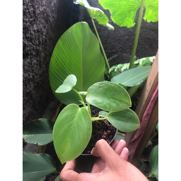 TANAMAN HIAS - philodendron Rugosum / Pigskin