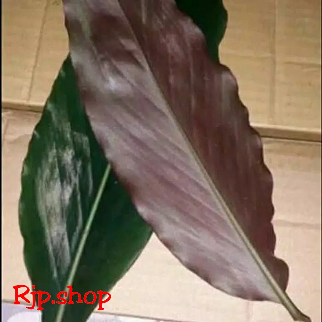 

HERBAL KESEHATAN DAUN KECOMBRANG 500GR KONDISI SEGAR ATAU DAUN HONJE HONYE