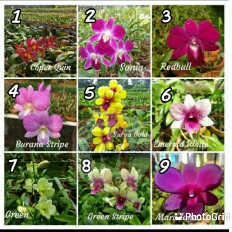 paket 2 anggrek dendrobium siap berbunga / anggrek dendro siap berbunga