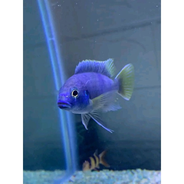 aquarium cichlid acei