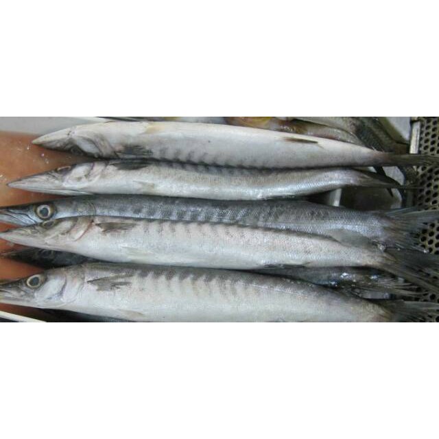 

Ikan Baracuda Segar 1000 Gram