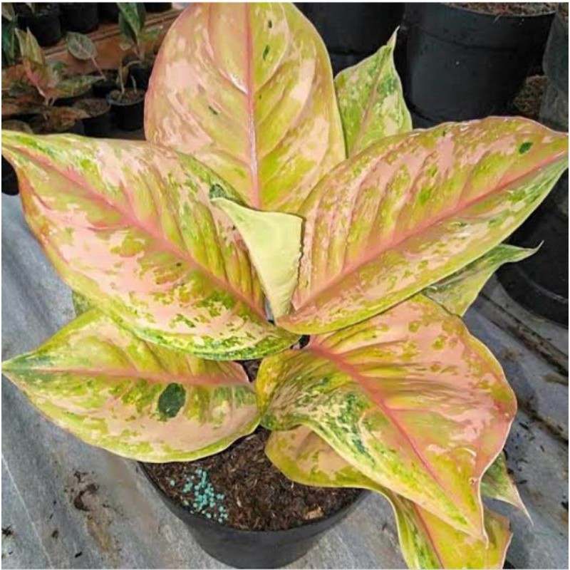 Tanaman Hias Aglaonema Bidadari