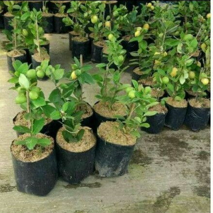 Obral Bibit jeruk Lemon import Hasil cangkok Bagus buat Tanaman buah dalam pot
