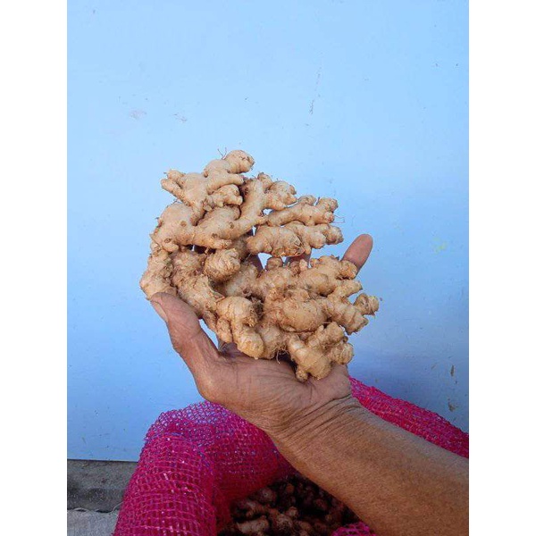 

Jahe Emprit Segar