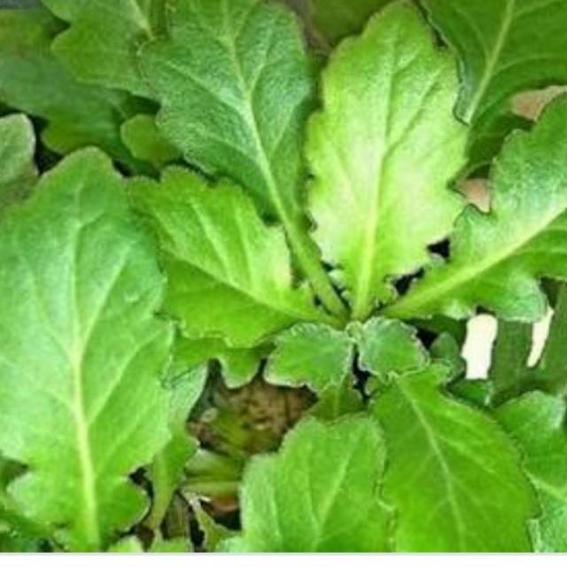 

Daun Dewa campur Umbi Dewa 300 gram